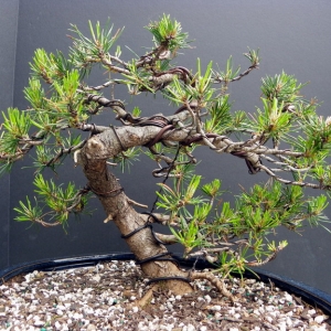 Shore Pine - shohin