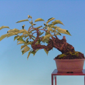 Bonsai 12: field plum