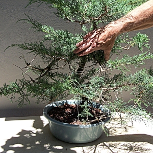 First Ever Juniper