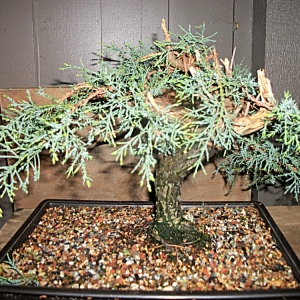 First Ever Juniper