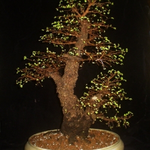 Cork Bark Elm