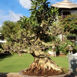 partially defoliated