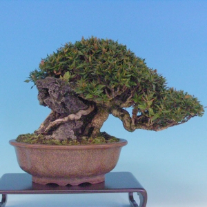 Bonsai 13: crepe myrtle(?)