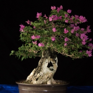 #2 purple bougainvillea