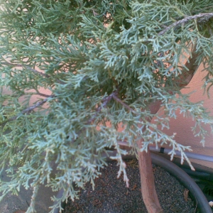 A close-up of the foliage