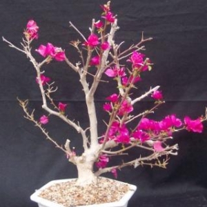 Bougainvilla