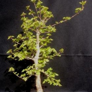 Trident Maple