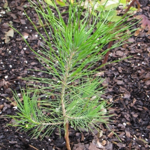 scots_pine