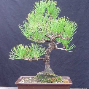 Japanese Black Pine