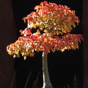 Trident Maple Fall 2013