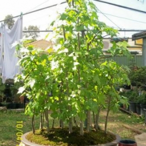 liquidamber  forest -20 trees