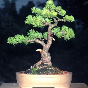 Media 'Mugo restyle beginning 2009' in category 'Bonsai Nut Member Galleries'