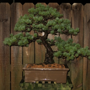 Japanese White Pine