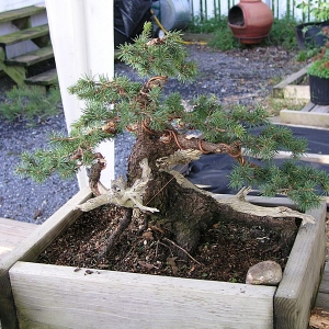 Colorado Blue Spruce