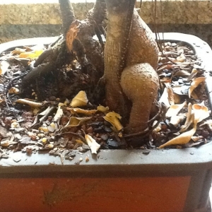 Ficus Triplets