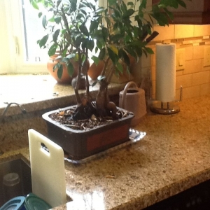 Ficus Triplets