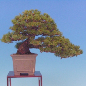 Bonsai 15: Japanese 5-needle pine