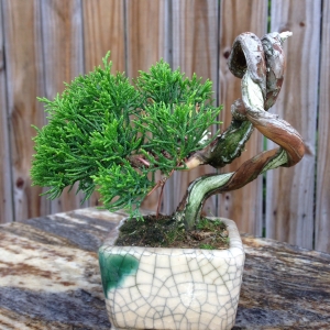 Itoigawa Juniper