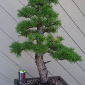 Scots pine