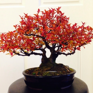 Shohin Spirea