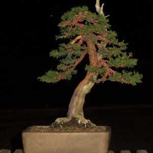 Itoigawa Juniper