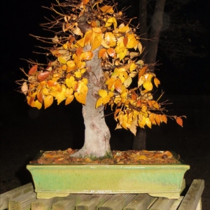 Zelkova