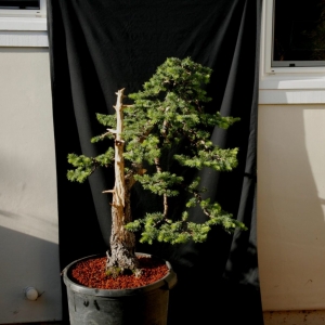 Picea Glauca