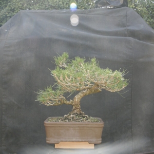 Back