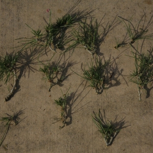 Branches removed