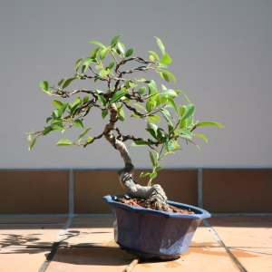 FICUS #2; 050215