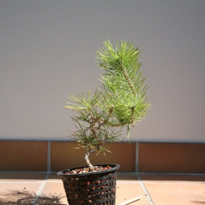 JBP 'MIKAWA' 3YR