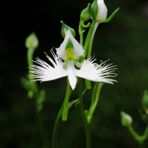 White-Egret-Orchid---Habenaria-radiata---Kusamono-Gardens