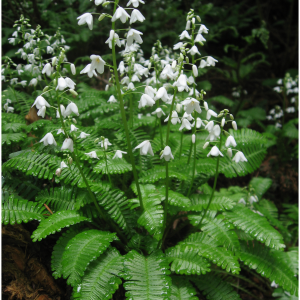 Woodland Poppy - Pteridophyllum Racemosum - Kusamono Gardens (3)
