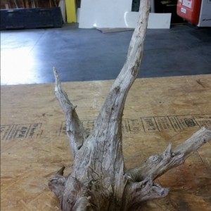 My deadwood find!