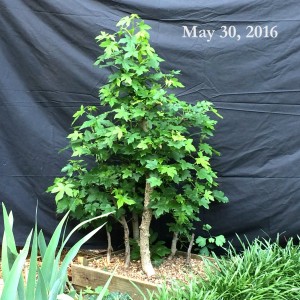 Sweetgum002.photo2016-01