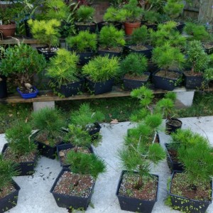 Pine growing area1