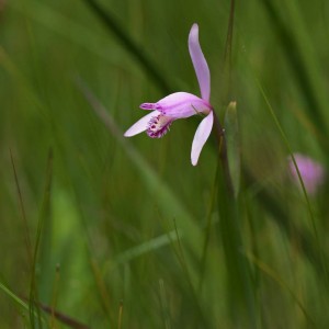 Crested Ibis Orchid - Pogonia Japonica - Kusamono Gardens