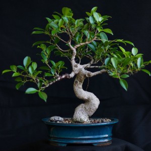 Tiger Bark Ficus