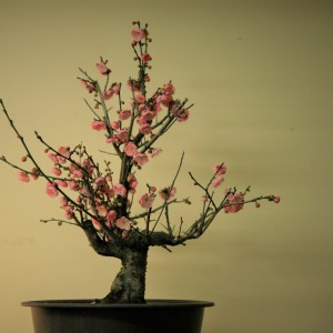 Prunus Mume