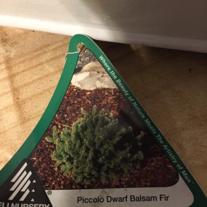 Piccolo Dwarf Balsam Fir