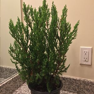 Chinese Juniper