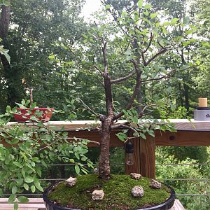 Cedar Elm