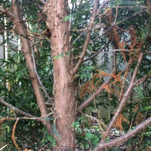 Close-Up of Back-Budding on Thuja Occidentalis