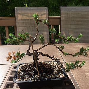 Blue Pacific Juniper