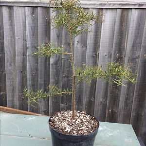 Podocarpus totara