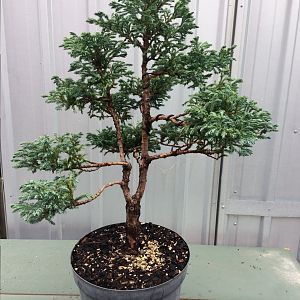 Chamaecypris pisifera “Boulevard”