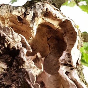 Hornbeam Hollow Trunk