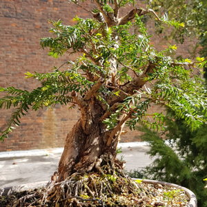 Taxus