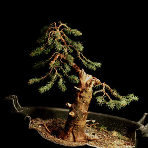 Blue Spruce, Colorado spruce