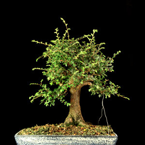 Chinese Elm